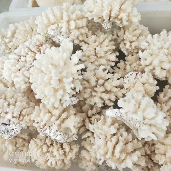 3pcs Natural Corales del Mar de Coral Blanco Árbol de Coral Blanco de Jardinería de muebles para el Hogar Adornos de Decoración del Hogar